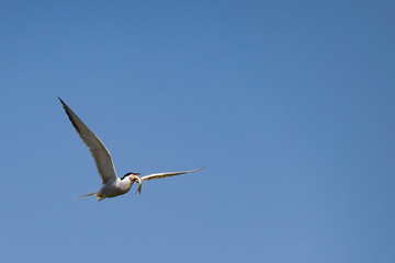 Obraz premium Common Tern seabird in flight with fish in beak