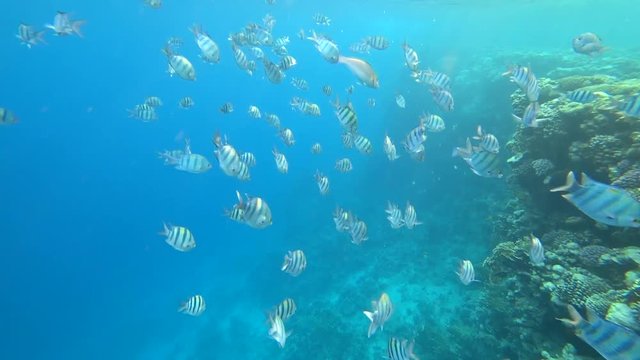 school of Indo-Pacific sergeant swims over coral reef, Red sea, Egypt