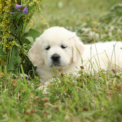 Gorgeous golden retriever puppy with flowers