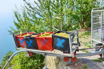 Gordijnen Harvested grapes aboard a monorail © Bob