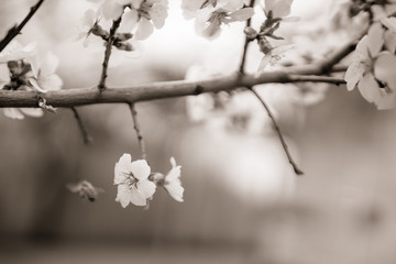 Almond tree blooms