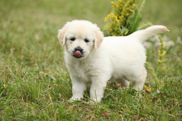 Gorgeous golden retriever puppy