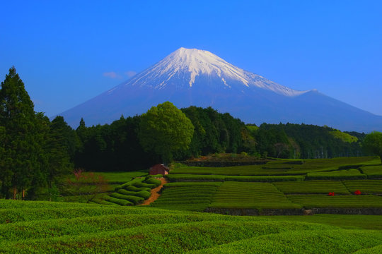 富士市大淵笹場の茶畑と富士山 2018/04/20