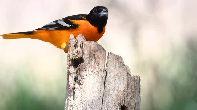 Baltimore Oriole bird eating seed on a fence post