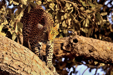 The leopard on the tree- Savuti, Botswana