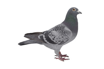 close up of speed racing pigeon bird isolate white background