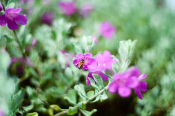 Bee on pink flower sucking the nectar and enjoying the wonderful smell