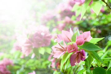 Beautiful abstract floral background with pink flower buds and sun lights, pink and green nature background