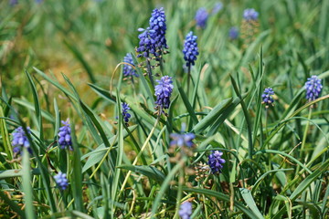 Colorful flower and flowers in german gardens
