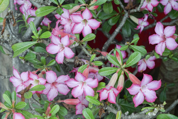 Beautiful Pink Adenium obesum, Desert Rose flower