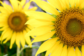 Sunflower closeup in the garden