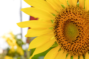 Obraz premium Sunflower closeup in the garden