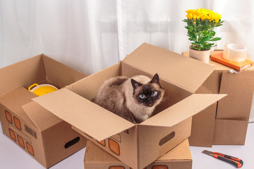 thai cat sitting in pack boxes around flowers white background moving
