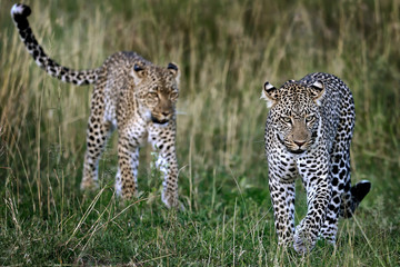 Mother and son of leopard - Serengeti, Tanzania