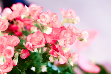Pattern of beautiful natural red and pink begonia flowers, blooming in flower garden for background and wallpaper
