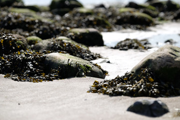Küstenlandschaft mit Algen und Felsen