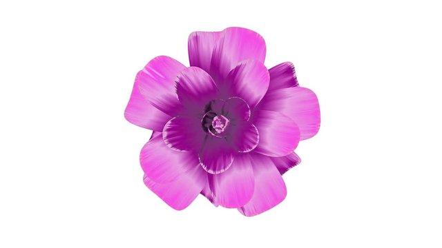 opening long blooming pink flower time-lapse 3d animation isolated on background new quality beautiful holiday natural floral cool nice 4k video footage