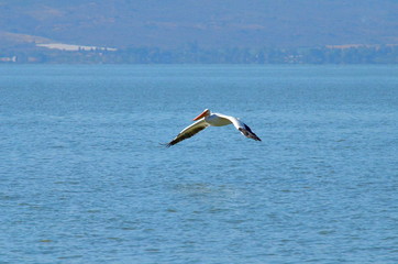 Fototapeta na wymiar American White Pelicans at Lake Chapala, Mexico