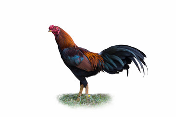 Gamecocks on white background