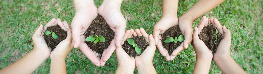 Children hands holding sapling in soil surface plant, spring or summer time, Multicultural hands of children and adult with plant, Green environment cultivate and earth day concept banner (blur)