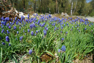 Colorful flower and flowers in german gardens
