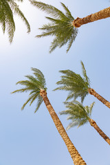 Naklejka premium Palms on the beach at Sharm El Sheikh