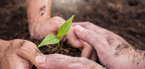 Two farmer hands holding and caring a young green plant, closeup hands environment heal earth day and save the world concept background