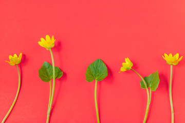 Obraz premium Ficaria verna on red background, first spring flower, colorful pattern