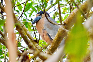 Boat billed Heron in mangrove swamp, San Blas, Mexico