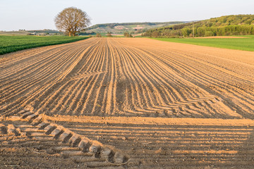 Fahrspuren im Feld