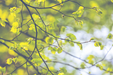 Blossom tree over nature background. Spring flowers. Spring Background.