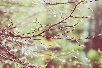 Blossom tree over nature background. Spring flowers. Spring Background.