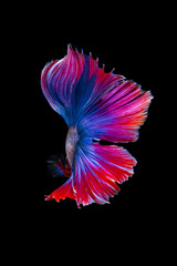 Siamese fighting fish (Betta splendens)