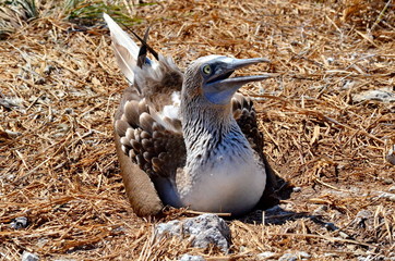 Blue Footed Booby on Isla Isabel a volcanic island 15 miles off Mexico’s Riviera Nayarit coas