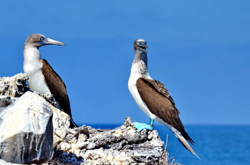 Blue Footed Booby on Isla Isabel a volcanic island 15 miles off Mexico’s Riviera Nayarit coas
