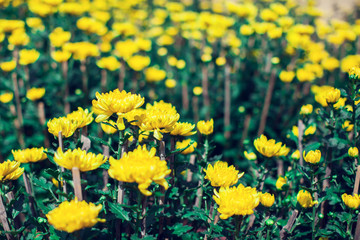 Closeup shot of blooming yellow chrysanthemum flower
