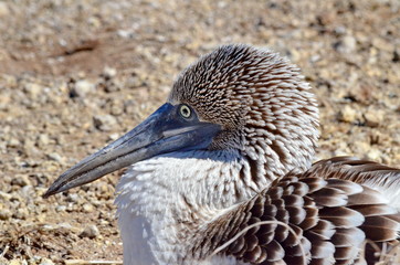 Blue Footed Booby on Isla Isabel a volcanic island 15 miles off Mexico’s Riviera Nayarit coas