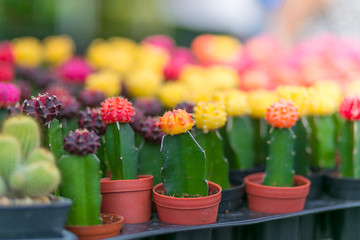 Cactus in potted ,in the market. holiday concept.
