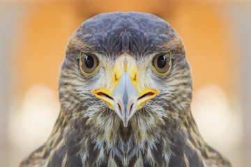 Eyes looking of the eagle 