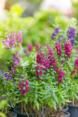 colorful flowers in potted ,in the market. holiday concept.