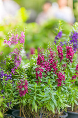 colorful flowers in potted ,in the market. holiday concept.