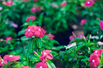 Background and texture of colorful Impatiens (Impatiens walleriana) flowers in the garden.