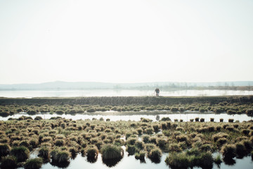 bunches of grass growing on the water, wild lake, rays of the sun