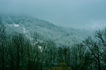 Winter trees and snowy firs in Saint-Lary, Pyrenees, France