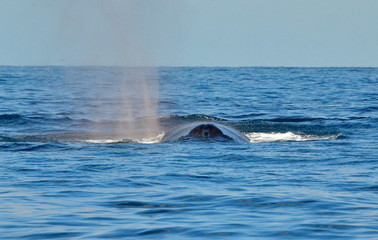 Obraz premium Humpback whales swimming on the surface of the Pacific Ocean