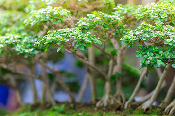 Small trees