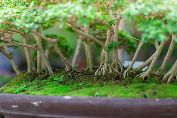 Small trees in potted ,in the market. holiday concept.Small trees