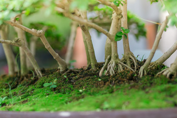 Small trees in potted ,in the market. holiday concept.Small trees