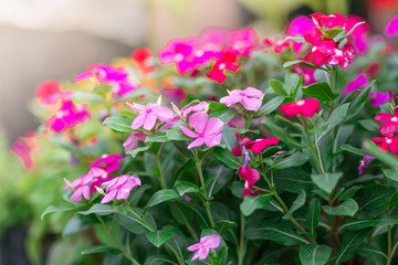 Spring background with beautiful pink flowers in the garden
