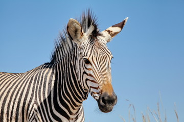 Zebra Portrait 5091